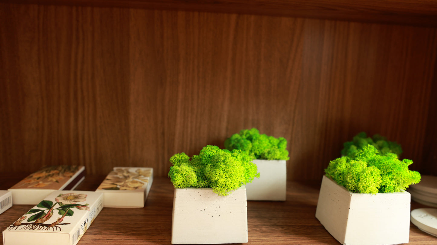 EASY GREEN Moos - Pflanze