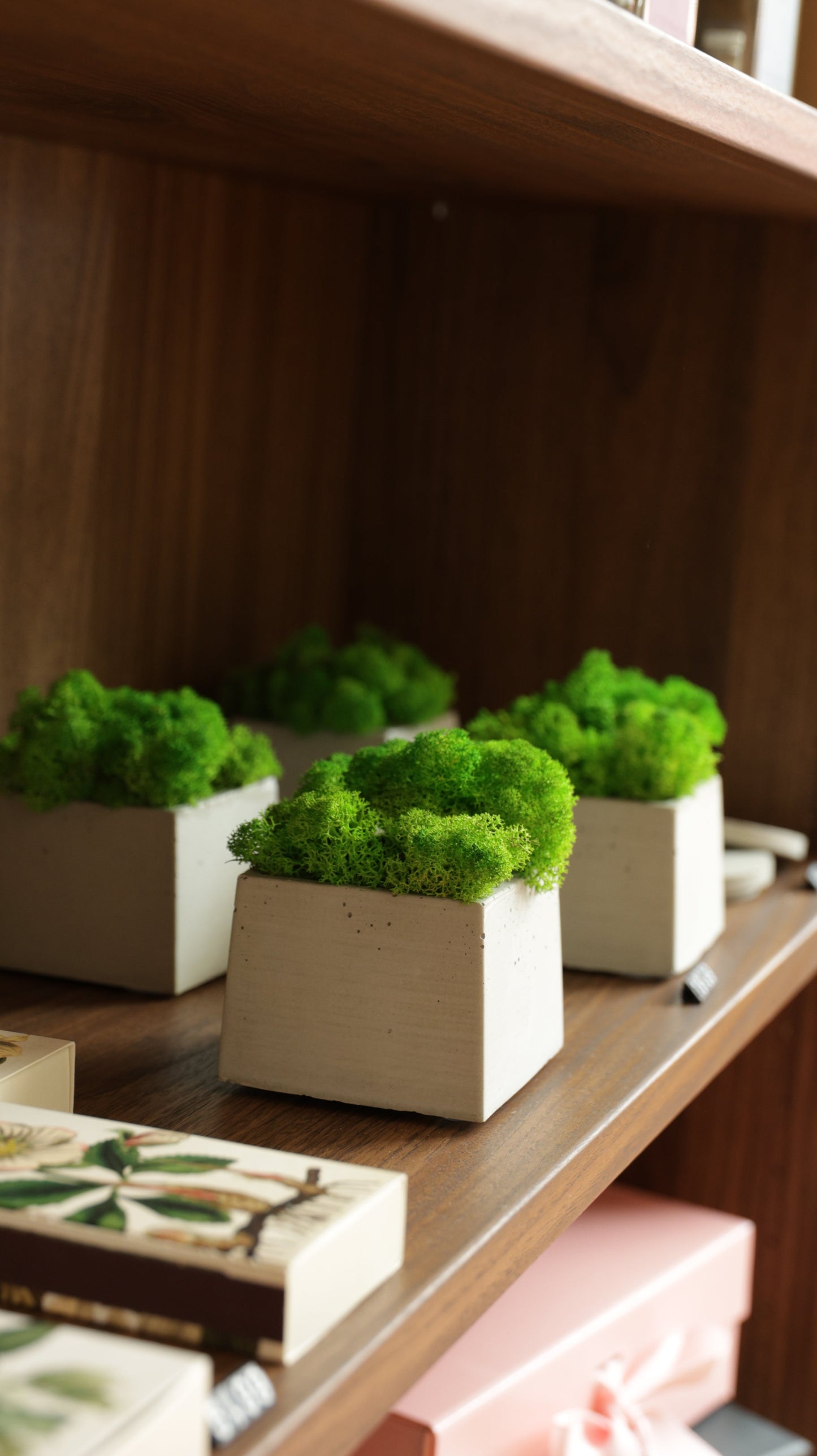 EASY GREEN Moos - Pflanze