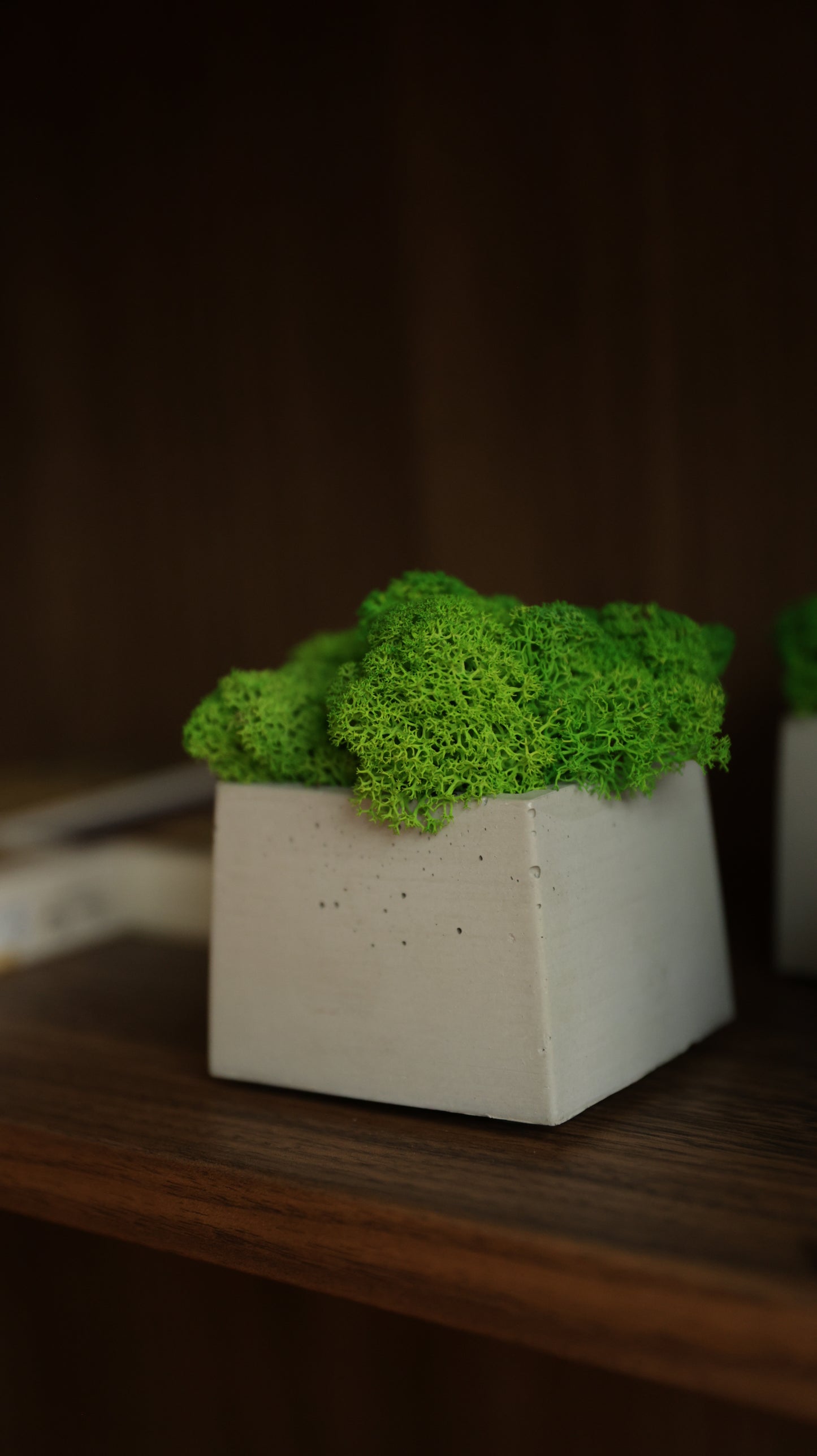 EASY GREEN Moos - Pflanze