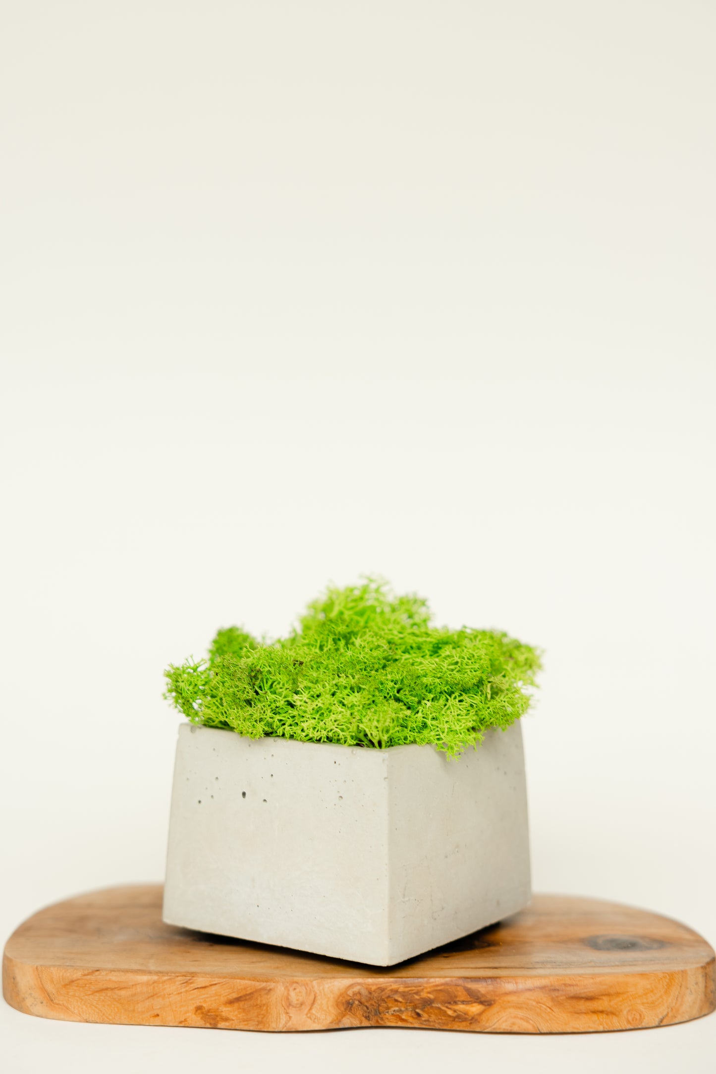 EASY GREEN Moos Pflanze pflegeleicht und dekorativ | THE NINE SPACE