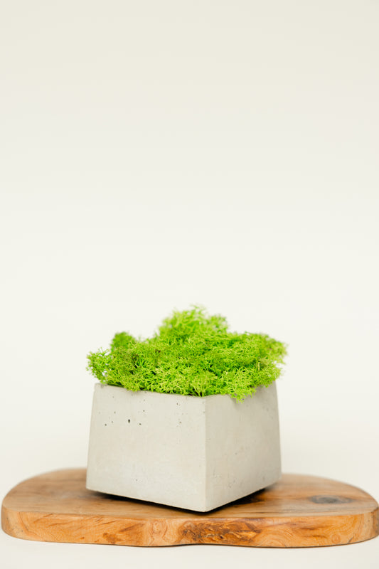 EASY GREEN Moos Pflanze pflegeleicht und dekorativ | THE NINE SPACE